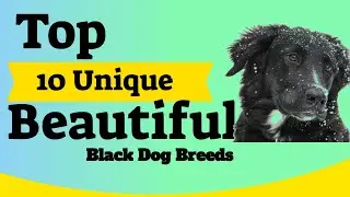 Top 10 Unique Beautiful Black Dog Breeds Must Watch