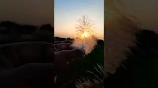 Natural relaxation life #nature #naturephotograph #naturechannel #trending #shorts #shortvideo