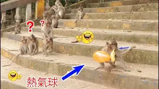Monkey video Prank monkey #funny #monkey #monkeyvideo #animals #funnyanimal #monkeyshow #animals