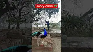 Catching Peacock new video | #catching #peacock
