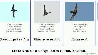Birds of Order Apodiformes Family Apodidae  Swift Swiftlet Spinetail palm dusky