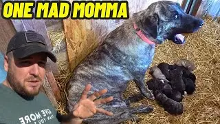 Хищники подобрались слишком близко к щенкам, что разозлило маму-собаку