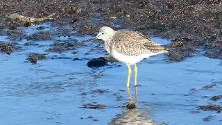 Lesser Yellowlegs
