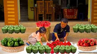 Life In The WILD Still Need MONEY - HARVEST & SELL Bell Pepper At The Market - Peaceful Dwarf Family