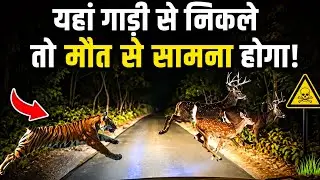 jungle Night मौत से सामना #junglenight #wildanimals 