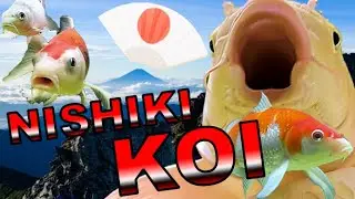 NISHIKI KOI 【English music video of Japanese Enka】by Hiromi Yanase