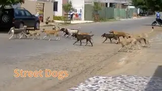 Street Dogs &ndash; From the Streets to a Second Chance