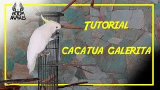 Tutorial: Cacatua Galerita