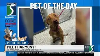 TV5 Pet of the Day: Meet Harmony!