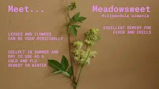 Meadowsweet | Summer | Physic Garden Network