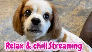 relax & chill streaming live