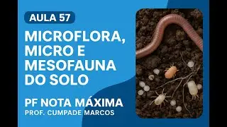 Microflora, micro e mesofauna do solo - Aula 57 - Meio Ambiente PF 2025 | Prof. Cumpade Marcos