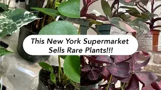 TRENDING TROPICALS HOUSEPLANT SHOPPING 2022 AT H MART and Tropical Plant Haul