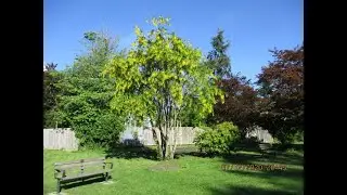 Golden Chain tree for a spectacula display of Yellow flowers
