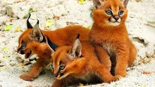 10 самых редких пород кошек