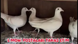 LİMONİ POSTARI TAKAS EDİYORUM ( KAÇAN ŞAFRAYI YAKALADIM MI )