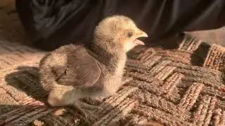 Thaii  chick 🐥\ Good Quality Bread#hassanvlogs #animals #animalloverworld #aseellovers