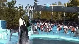 SHOW DE ORCA  Y DELFINES