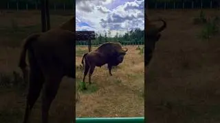 Belarusian bison🦬    #shorts #viking #bison #belarus