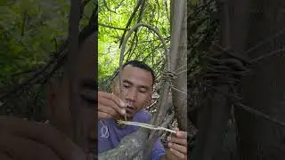 Survival bushcraft set up snare trap #trap #bushcraft #shorts