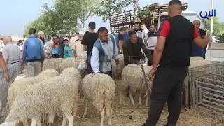 شاهد أسعار بعض الأضاحي من سوق الماشية ببلدية المحمل ولاية خنشلة