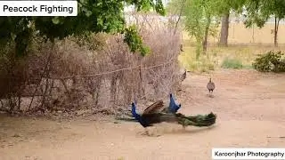 peacock fighting with each other, TikTok karoonjhar.photography