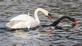 Lifelong Mates: Swans and Their Soulmates | Eternal Wings: The Swan Bond #Swans #soulmate #lifelong