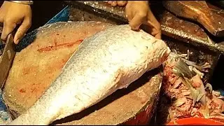 🔴Live Big Fish Cutting Live | Fresh Catch Cleaning ASMR