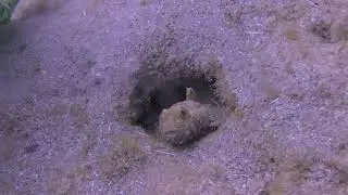 浅い海に住んでいるハゼを観察/ depth of less than 30 cm. Goby showing his face through a hole [Dusky frill-goby]