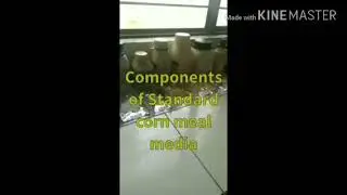 Preparation of corn meal media for fruit flies