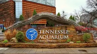 Tennessee Aquarium walk through/ Freshwater side