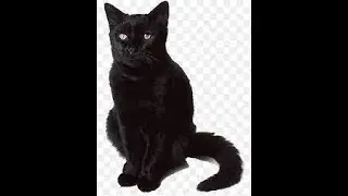 Do Black Cats Really Mean Bad Luck ?