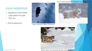 The Evolution of the Canadian Lynx