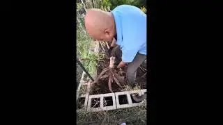 Kappa Harvest