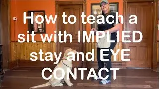 How to teach an implied stay with eye contact