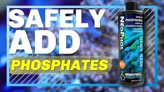 How to Raise Phosphate Safely in a Reef Tank