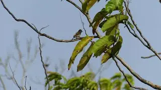White-Barred Piculet (Picumnus cirratus confusus) female foraging and drumming, French Guiana