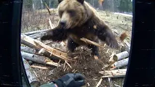 Ranger&rsquo;s Bodycam Captures TERRIFYING 1500 Pound Grizzly Bear Attack!