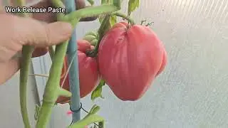 🍅Tomaten Sorten'25🍅WORK RELEASE PASTE🍅рабочий выпуск пасты