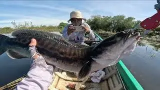GIANT Snakehead Fish Caught! 😱 Extreme Fishing Action #fishing 