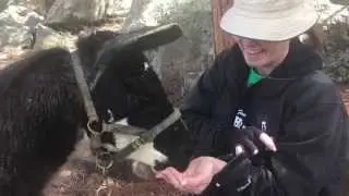 Diego Llama Takes a Drink