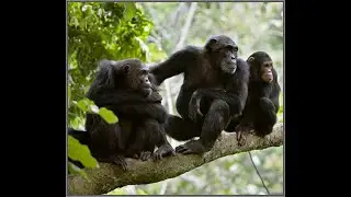 chimpanzees-communication