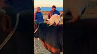 Cat Jumps on Bull and Gives Massage in Uzbek Watch This Amazing Moment #cats #bulls #massage
