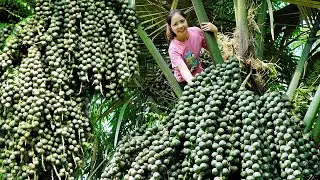 Harvesting Green ĐAO Fruits go to Market Sell