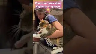 Clean my cat paws after digging holes at our garden 😁🐈 #catlove #cat #catlover #catlovers #cats