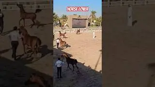 Cute Baby Horses at Kuwait Horse Festival 🐴💖 | International Event#ArabianFoal #BabyHorse