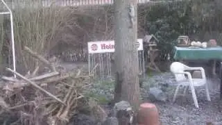 Squirrels playing in our garden