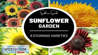Sunflower Garden Seed Collection 6 Heirloom Varieties Brighten Your Garden