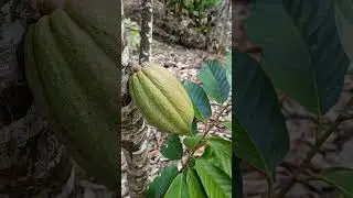 Pantau lagi tanaman kakao tua yang mulai berbunga dan berbuah lagi.