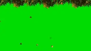 The leaves of the tree fall in the storm Green Screen background Video . tree Green Screen Effect.